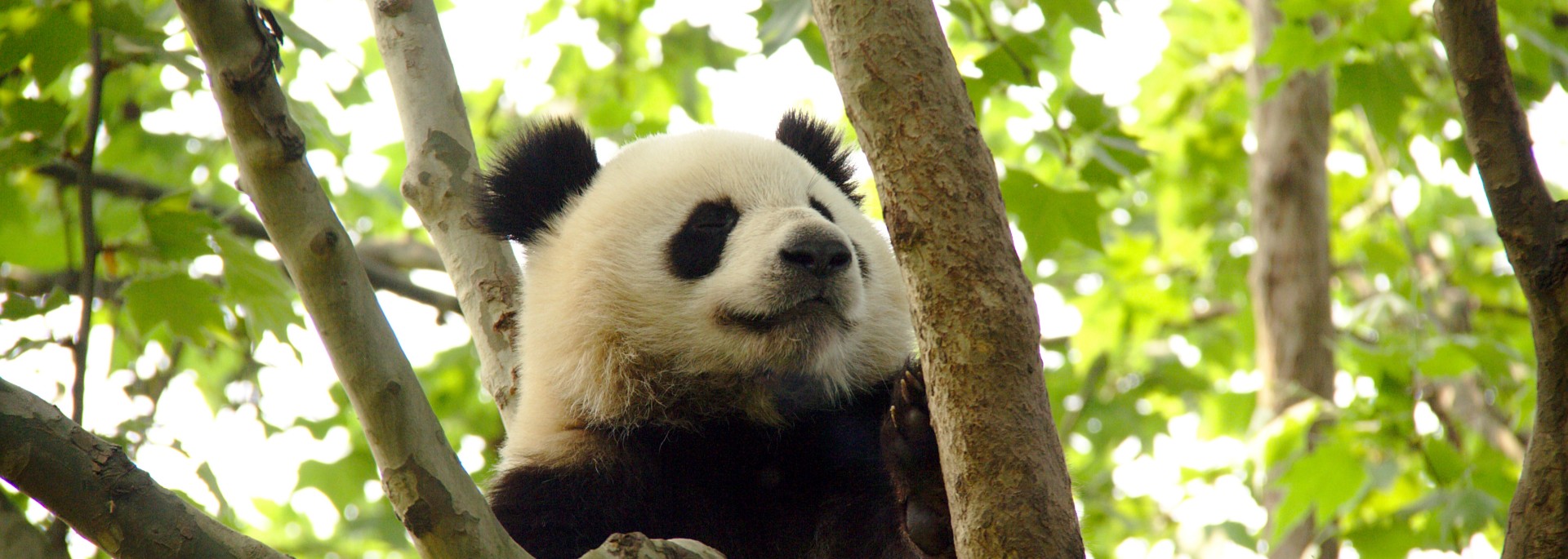 Best time to visit Chengdu