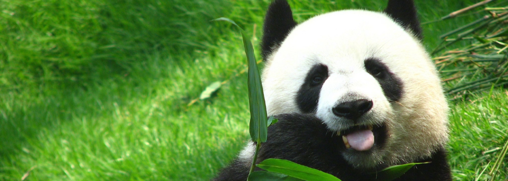 Chengdu tours