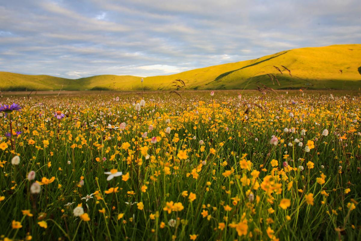 Wildflowers in Gansu Gannan