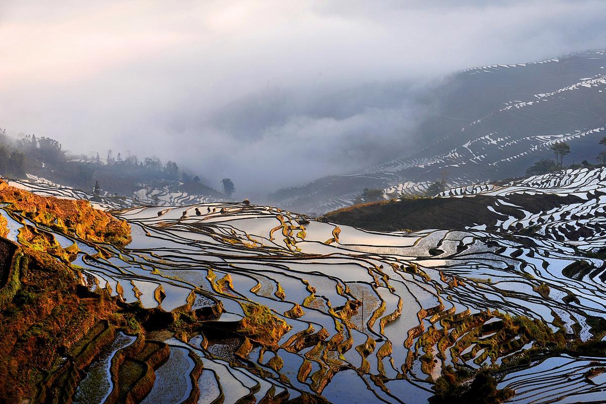 Yuanyang Terraces in Autumn